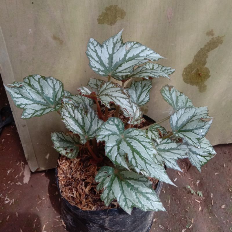 Tanaman Hias Begonia Crossroad - Bunga Begonia CROSSROADS