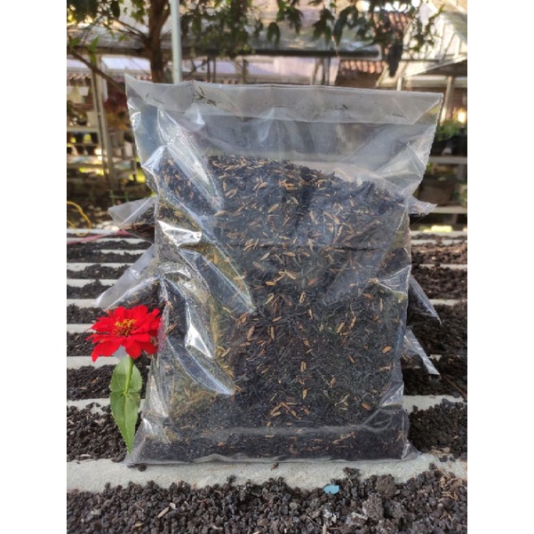 Arang sekam, sekam bakar