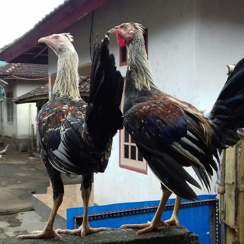 

JUAL TELUR AYAM Filipina ORI PAKET 4 BUTIR