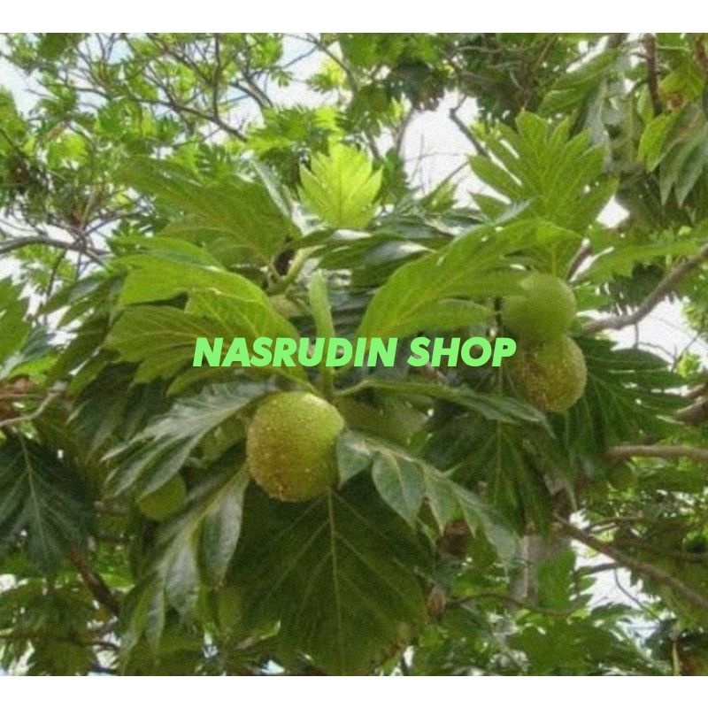 Fresh Segar DAUN SUKUN 1KG / DAUN SUKUN SEGAR LANGSUNG PETIK