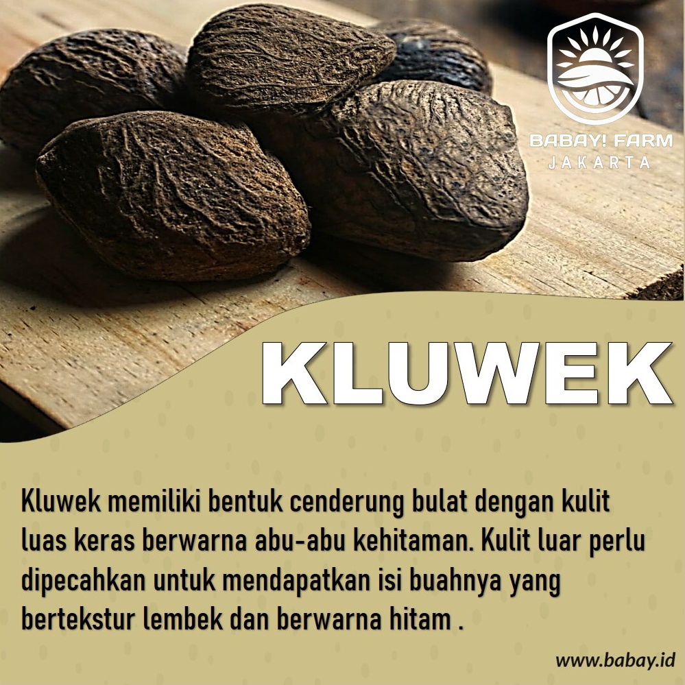 

Kluwek 250 500 Gr / 1 Kg