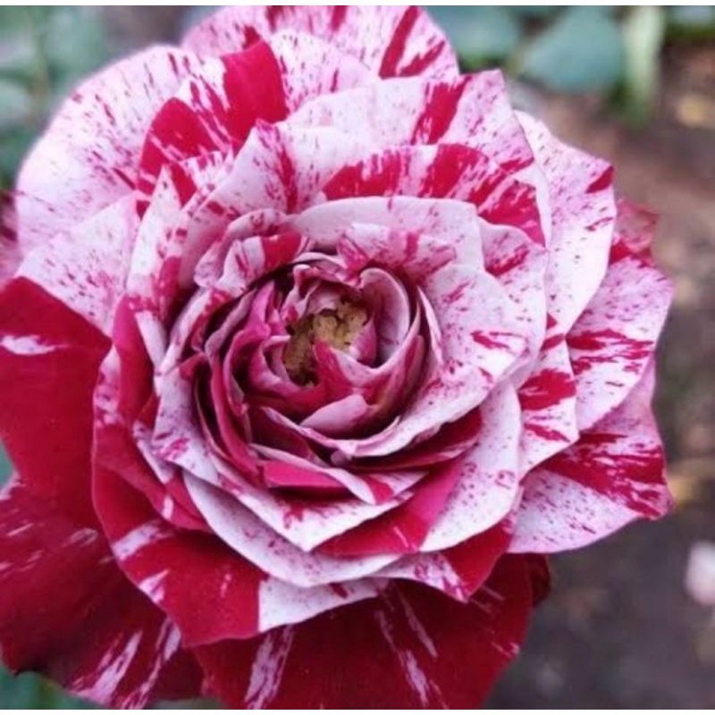 MAWAR BATIK HIBRID MERAH