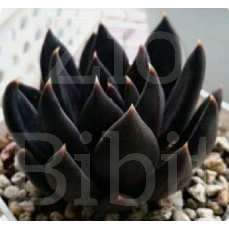 Bibit Benih Biji-Kaktus Sukulen Mini Hias Import Blacky