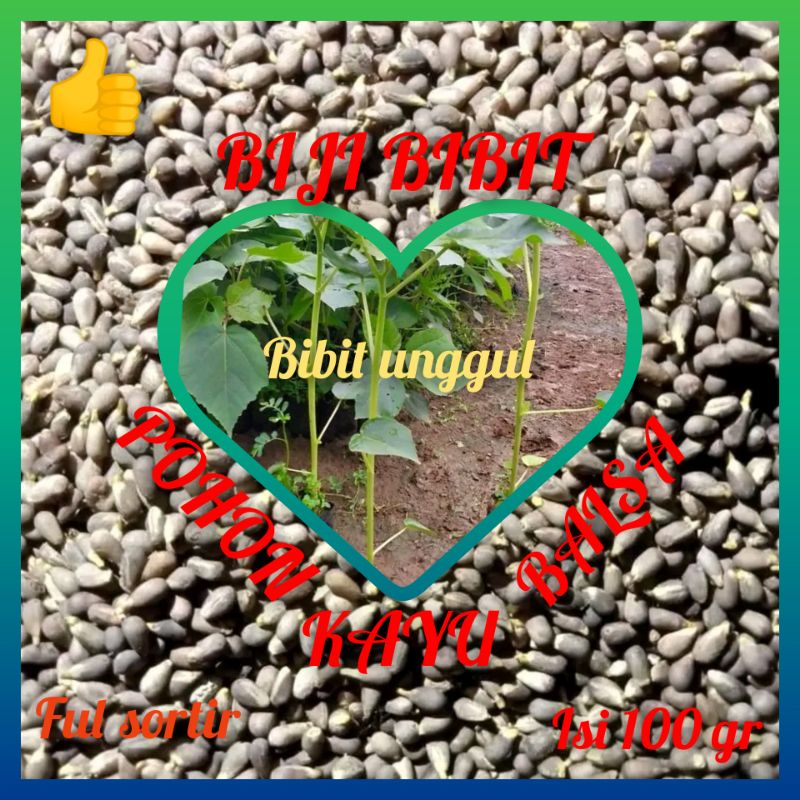 50 gram Benih/Bibit Kayu Balsa putih super biji kualitas rendam