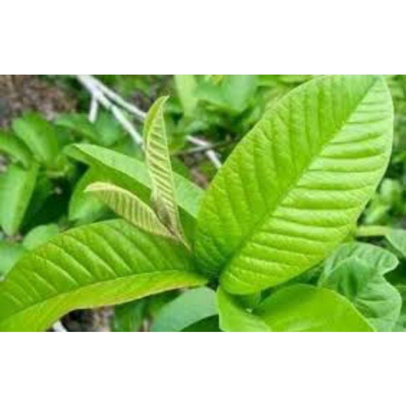 

Daun Jambu Per Pcs