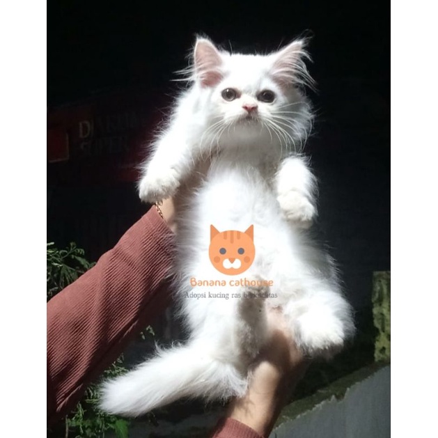 kucing Persia munchkin flatnose white