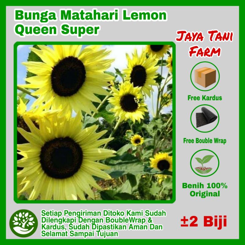 2 Biji Benih Bunga Matahari Lemon Queen Super Cantiq / Benih Bunga / Bibit Tanaman / Biji Matahari /