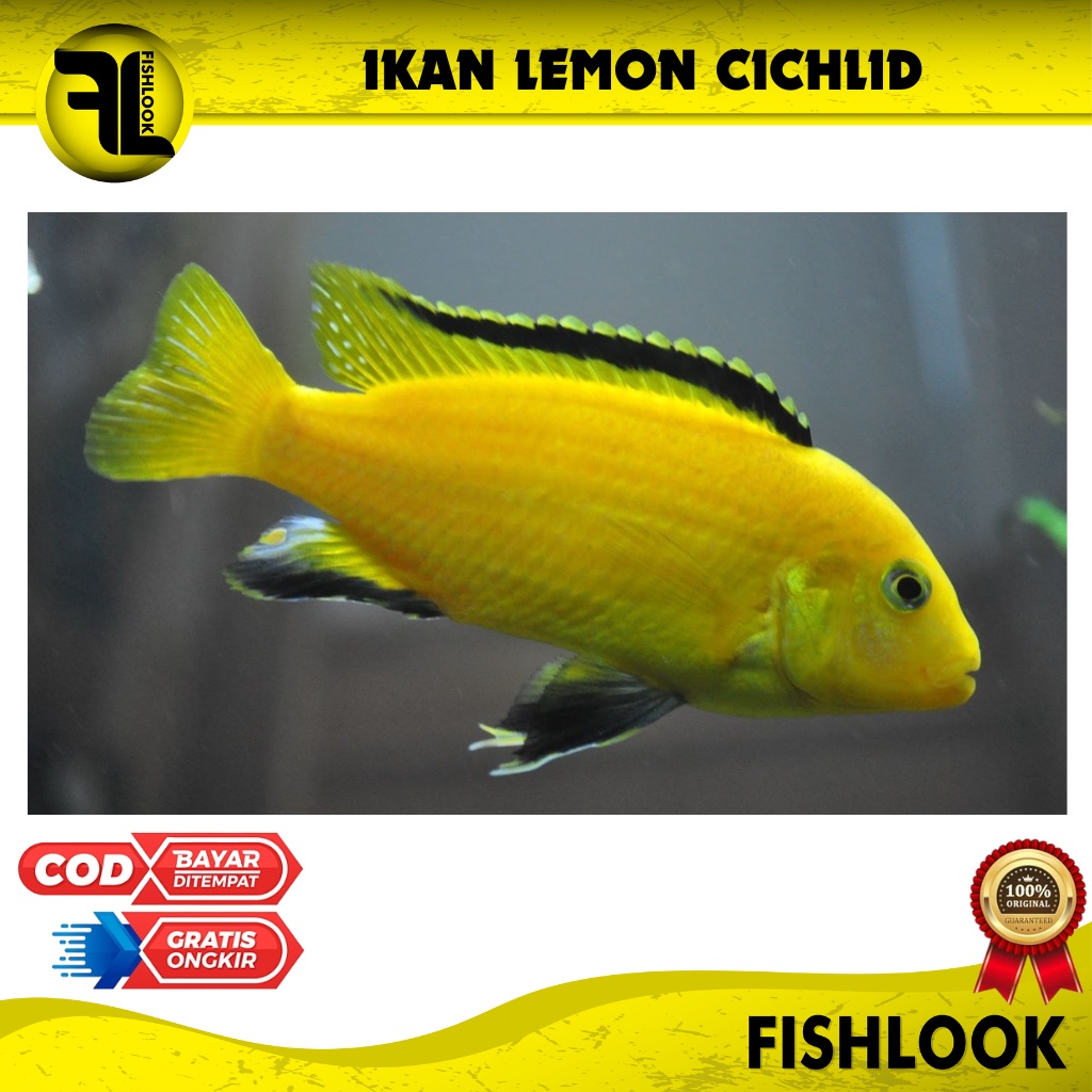 Ikan Lemon Cichild / Ikan Hias Air Tawar / Aquascape SIZE Medium-Besar