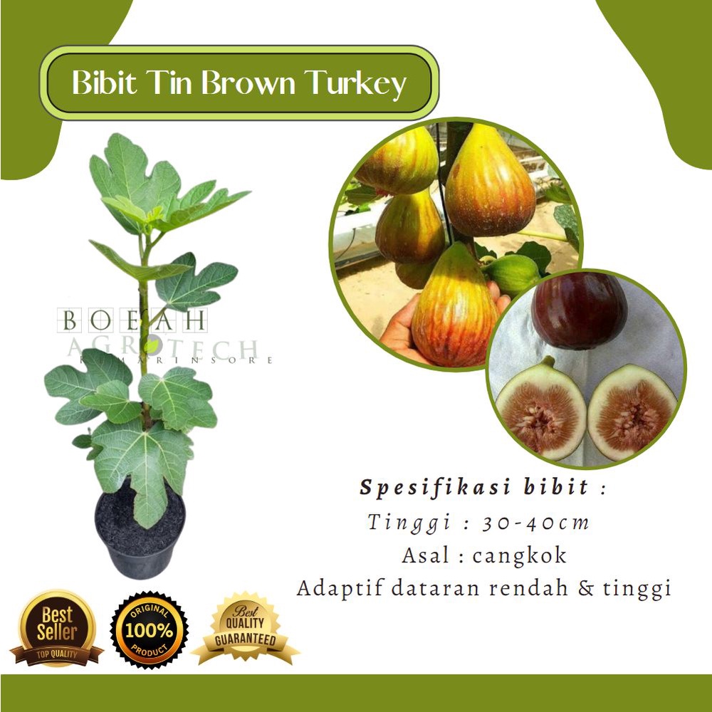 Bibit Tin Brown Turkey Hasil Cangkok/ Bibit Tin Coklat