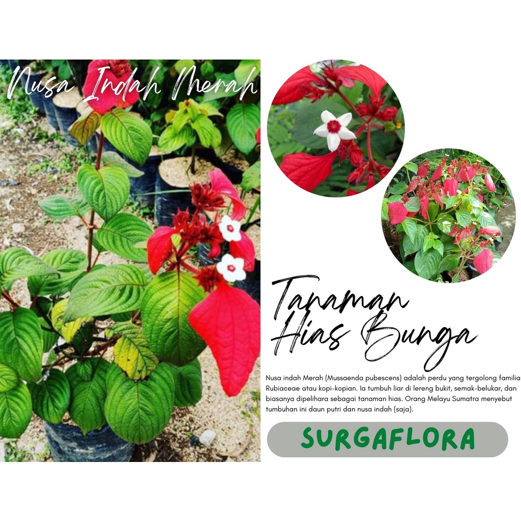 Tanaman bunga nusa indah Merah- bibit bunga nusa indah merah