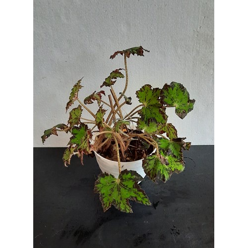 Tanaman Hias Begonia Cleopatra Bintang - Bunga Begonia CLEOPATRA BINTANG