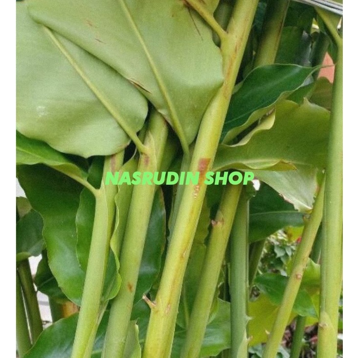 

[Fresh] BATANG KECOMBRANG SEGAR 1KG KCOMBRANG / COMBRANG /HONJE