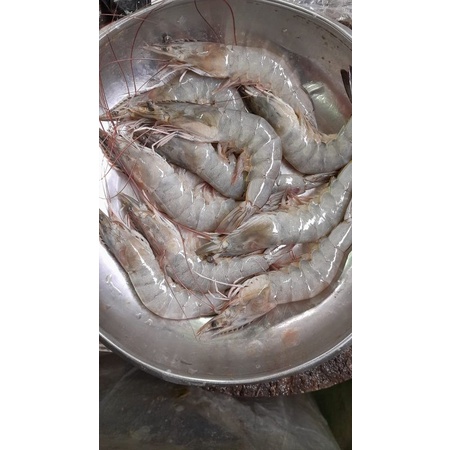 

udang vename besar segar
