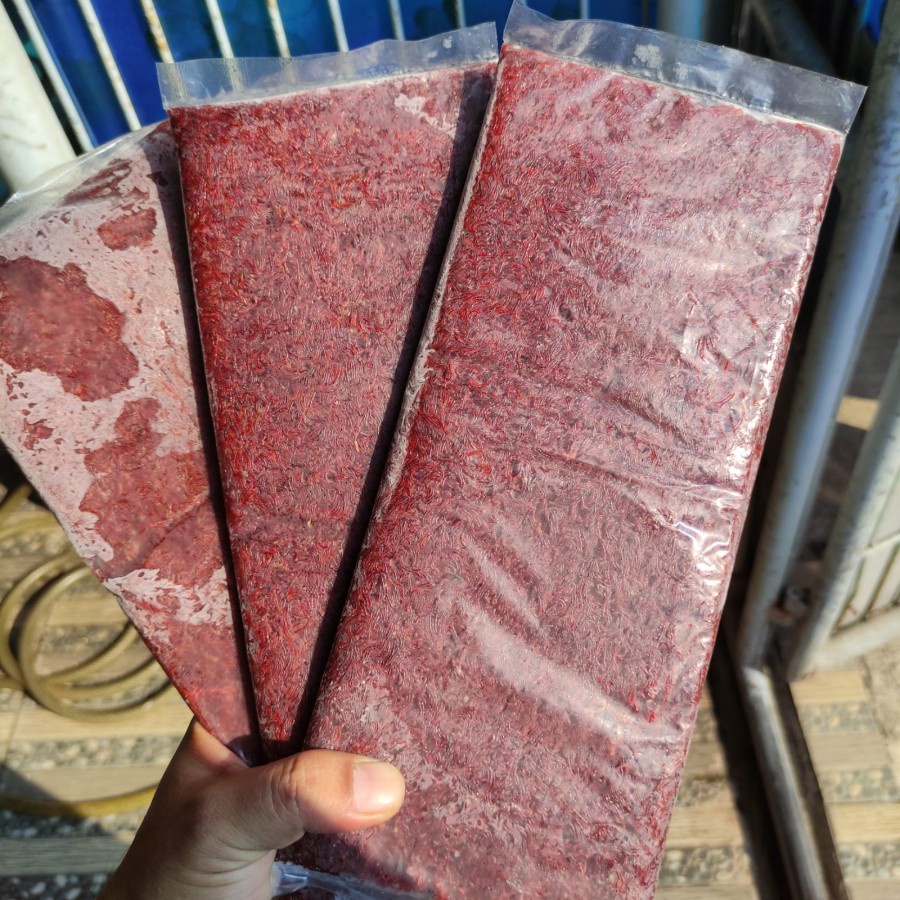 Cacing darah beku tray / blood worm 250gr makanan ikan cupang louhan