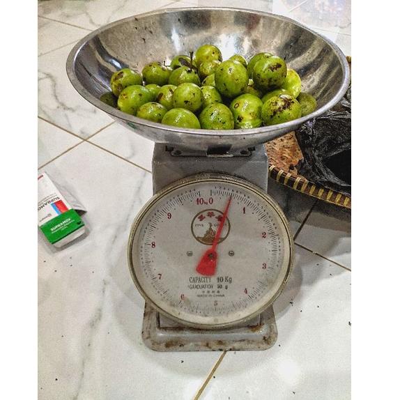 

(S-P4P)[㊛] Buah Jatake Gandaria 500gr No po siap kirim langsung kirim