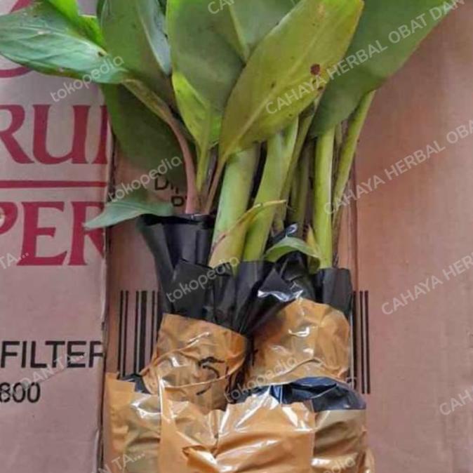 Bibit pohon pisang tanduk,raja bulu,raja sereh,pisang udang merah dll AAAA