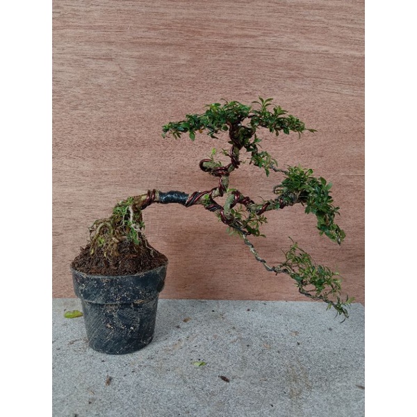 Bonsai mini bonsai seribu bintang micro mini tanaman bonsai