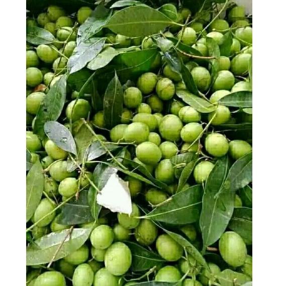 

New[B72D]-㊛) BUAH GANDARIA BUAH JATAKE JENTAK MUDA 250 GRAM trending