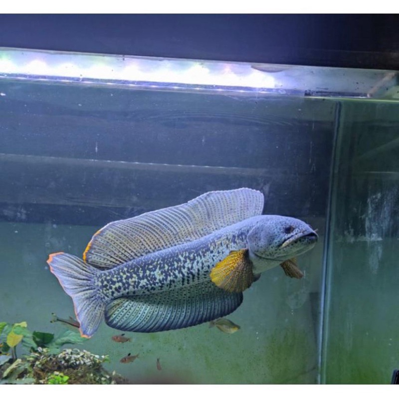 Chana Barca jamin Gondrong 4-9cm