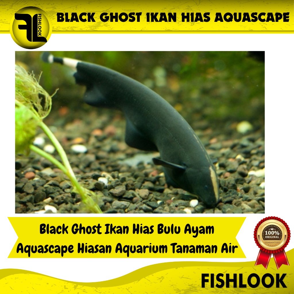 Black Ghost / Ikan Hias Air Tawar / Ikan Hias Aquascape - Size Dewasa