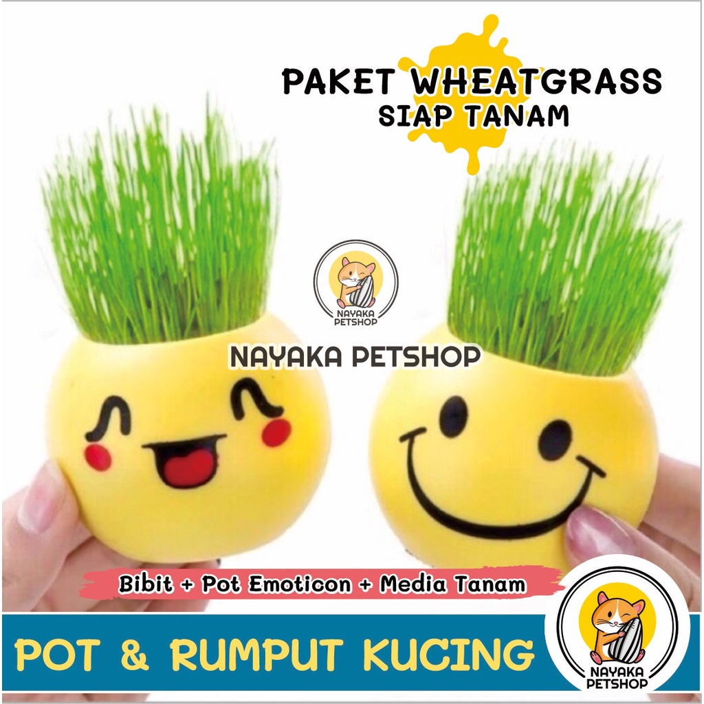 Paket Rumput Kucing Pot Emoticon Lucu Tempat Tanam Wheat Grass Wheatgrass Benih Bibit Rumput Gandum