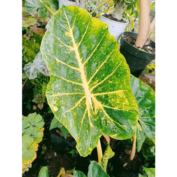 Alocasia New Guinea Golden Sente Variegata Kuning
