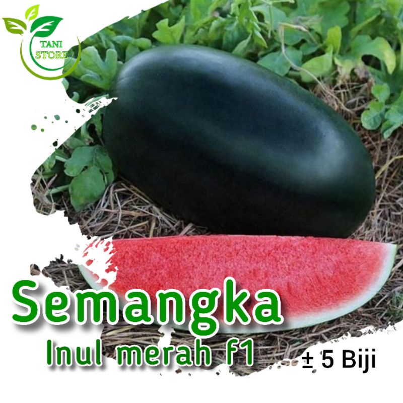 ±5 Biji benih semangka inul merah f1_bibit buah semangka hibrida