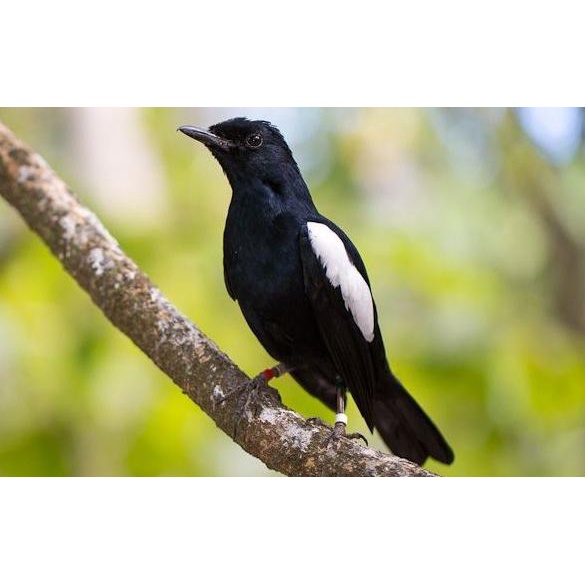 Burung Kacer Dada Hitam Jatim