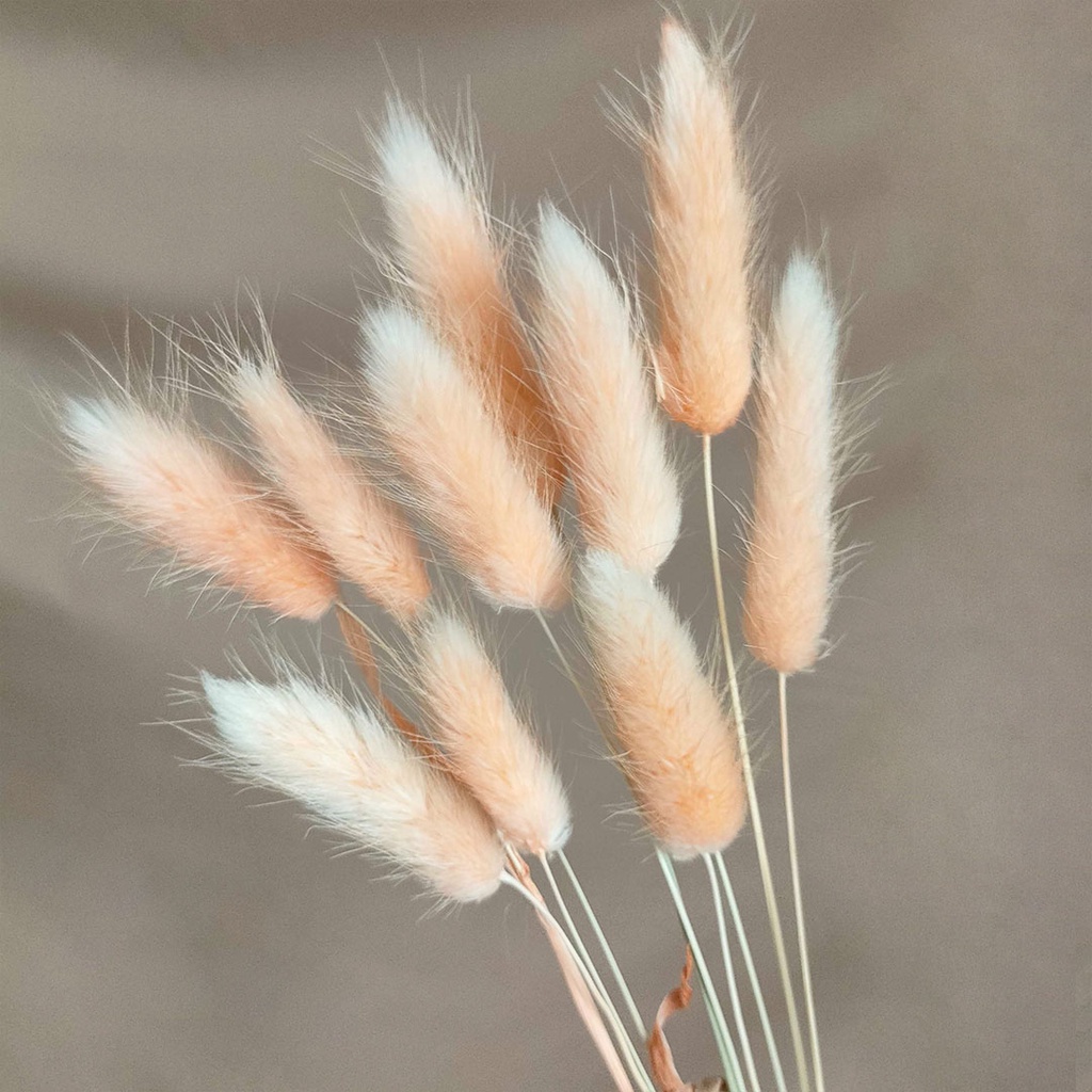 Dried Flower Candy Colour Lagurus Rabbit Tail Bunga Kering Asli Hias Dekorasi Buket