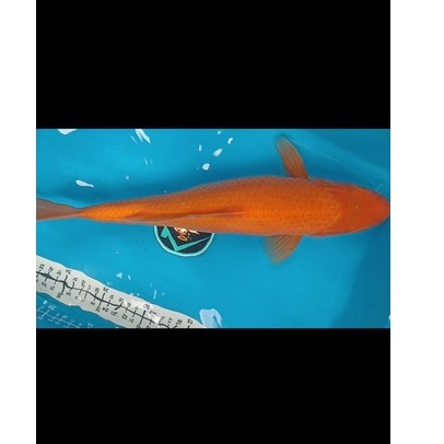 Ikan Koi Caramel Jumbo