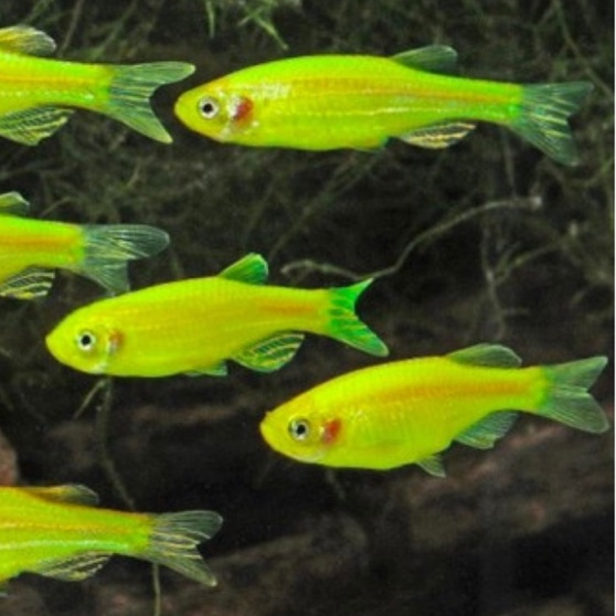 ikan hias aquascape Glofish Danio zebra Import