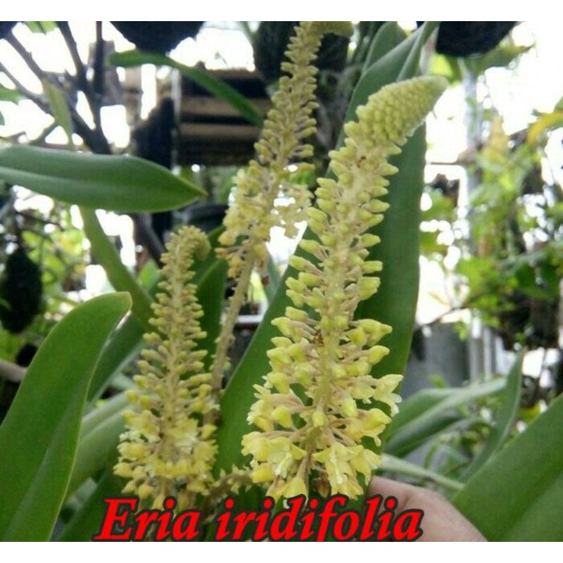 anggrek eria iridivolia