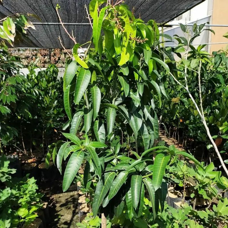 Pupuk Organik Pelebat Buah Dan Booster Mangga Cepat Berbuah Lebat