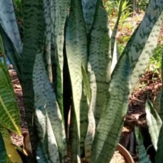 DIARY PETANI - Sansivera Lidah Mertua Hijau