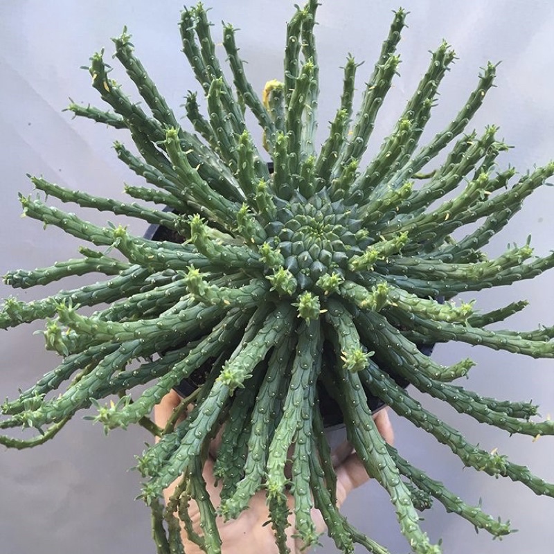 Kaktus Kepala Medusa | Euphorbia flanaganii | Medusa Head | Paketan Sukulen Sekulen Satuan Bebas Pil