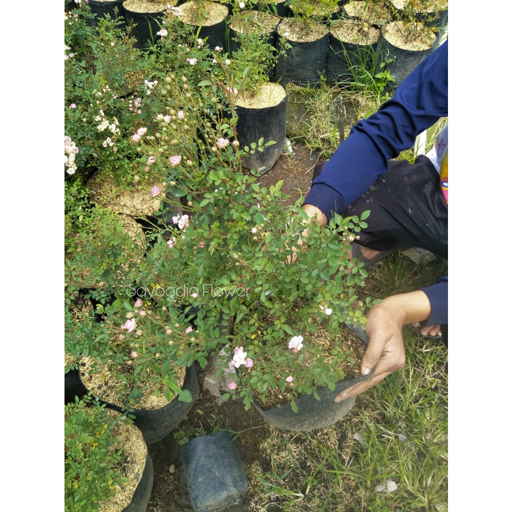 Bunga Mawar Mini Baby Rose indukan besar dan rimbun