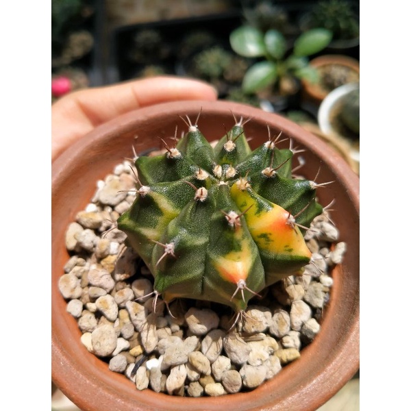 Gymno Miha thailand varigata cantik pot 8cm