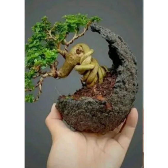 Bonsai Mame Sancang Program Plintir Ekstrim Siap Pajang