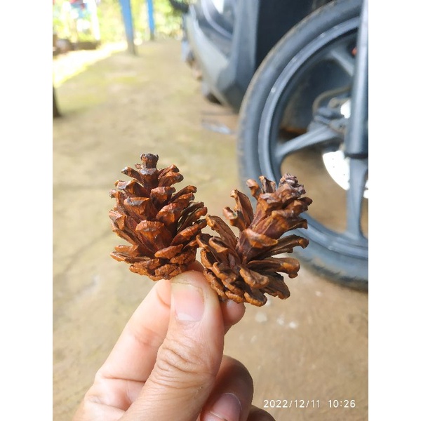 BUNGA PINUS KERING KECIL / PINE CONE