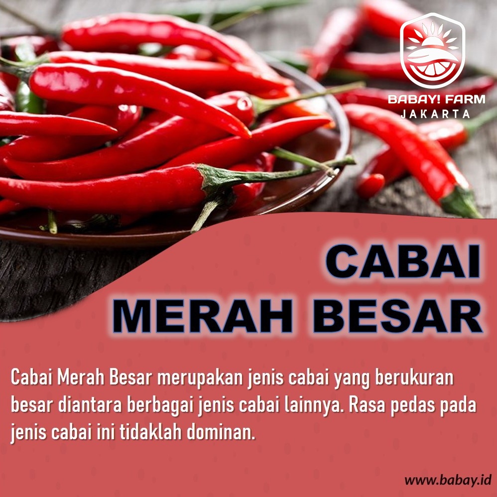 

Cabe Merah / Cabai Merah Besar 250 500 gram / 1 Kg