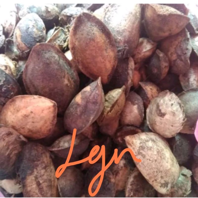 

buah biji ketapang kering 25 kg