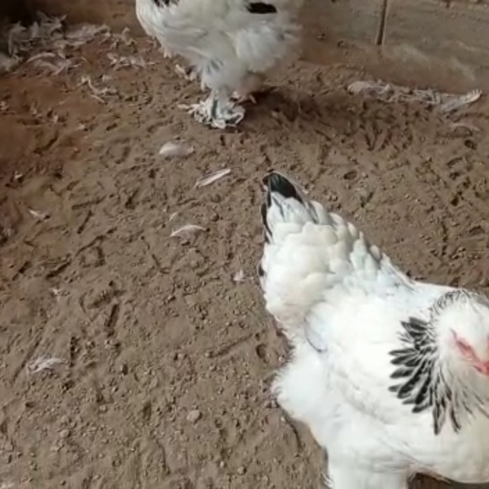 AYAM BRAHMA BETINA SIAP BERTELUR