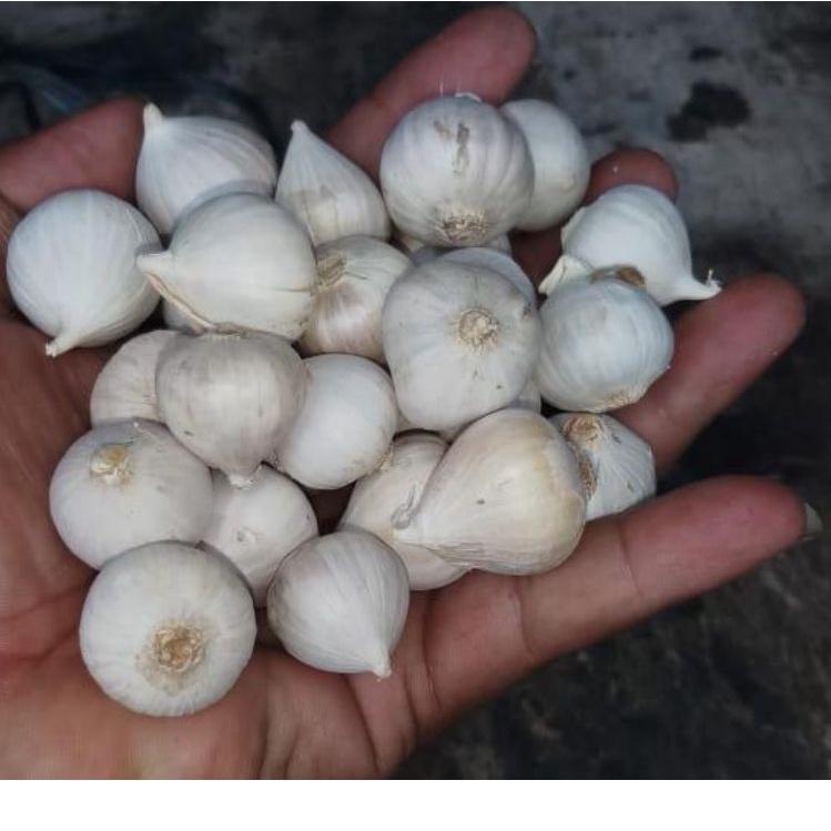 

READY STOCK Bawang putih tunggal kulit putih 500 gram ☭ 871