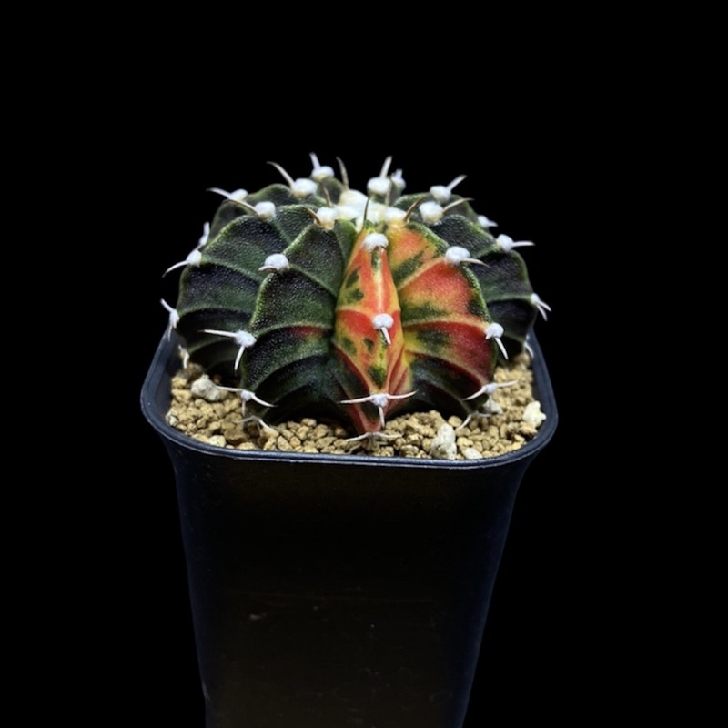 Kaktus LB Hybrid Varigata