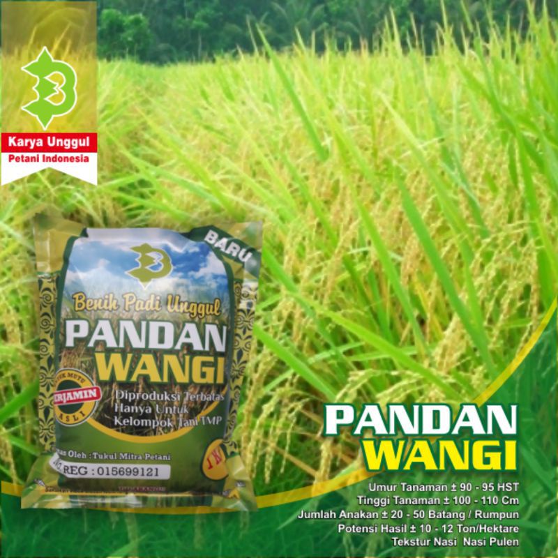 Benih padi pandan wangi 500gr