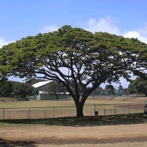 Bibit Pohon Kayu Trembesi