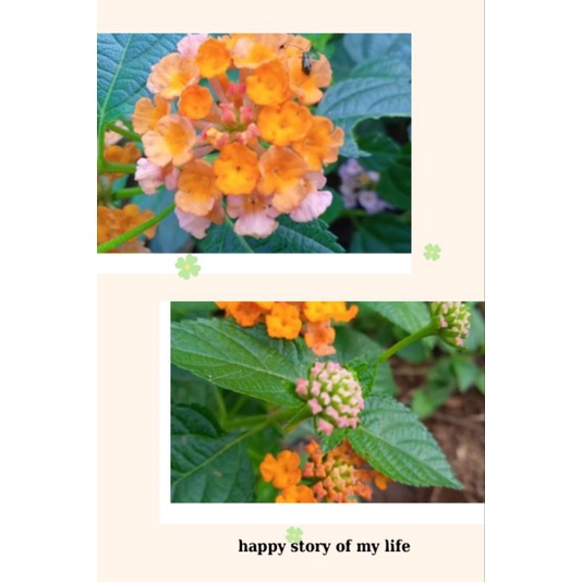 Bibit Stek Berakar Bunga Lantana Orange