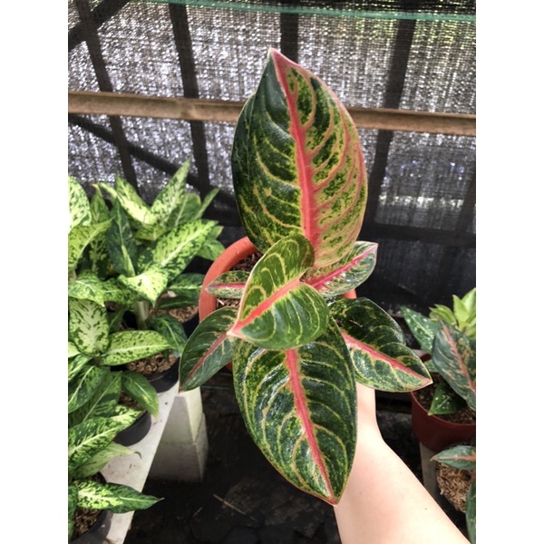 Aglaonema Red Moon Lokal