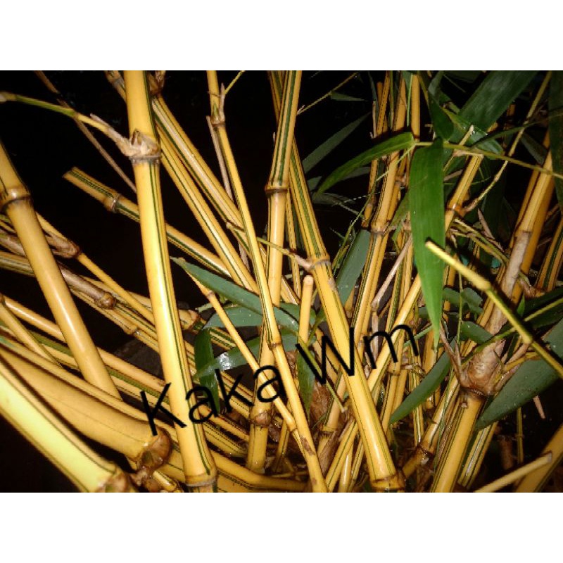 Bibit bambu kuning ampel