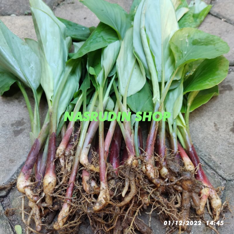 

[Fresh] BIBIT TEMU KUNCI PAKET 20 BATANG / CABUTAN